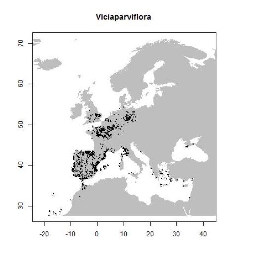 Vicia tetrasperma subsp. gracilis (DC.) Ascherson & Graebner