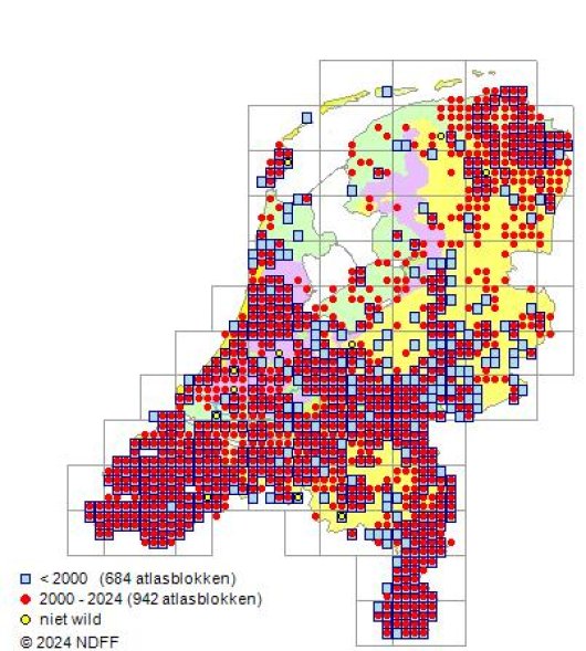 Vicia tetrasperma subsp. tetrasperma