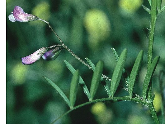 Vicia tetrasperma subsp. tetrasperma