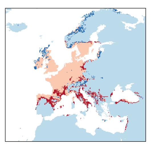 Vicia tetrasperma subsp. tetrasperma