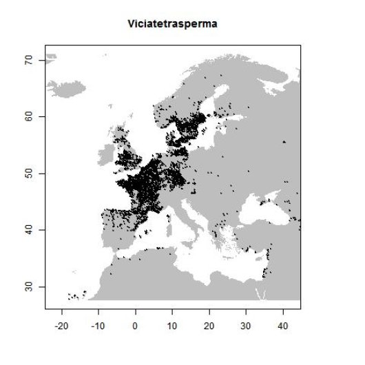 Vicia tetrasperma subsp. tetrasperma