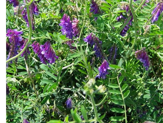 Vicia villosa Roth