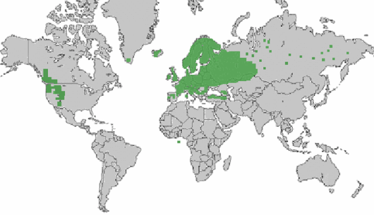source: wilde-planten.nl, 2015 source: wilde-planten.nl, 2015