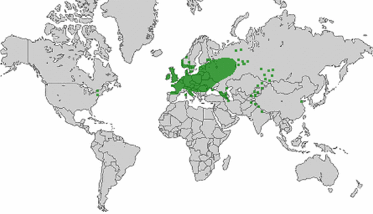 source: wilde-planten.nl, 2015 source: wilde-planten.nl, 2015