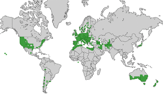 bron: wilde-planten.nl, 2015 bron: wilde-planten.nl, 2015