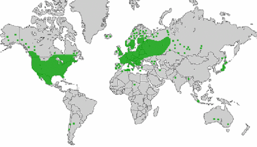 source: wilde-planten.nl, 2015 source: wilde-planten.nl, 2015