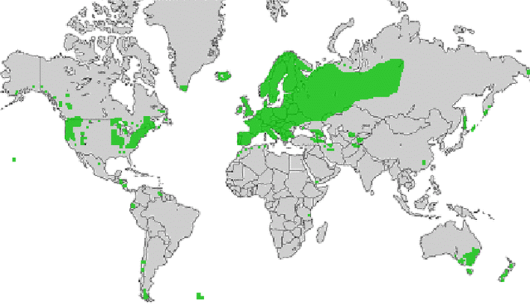 bron: wilde-planten.nl, 2015 bron: wilde-planten.nl, 2015