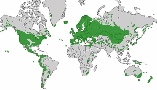 source: wilde-planten.nl, 2015 source: wilde-planten.nl, 2015