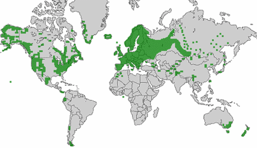 source: wilde-planten.nl, 2015 source: wilde-planten.nl, 2015
