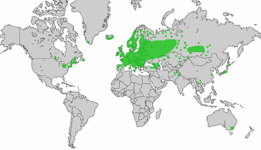 source: wilde-planten.nl, 2015 source: wilde-planten.nl, 2015
