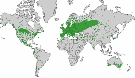 source: wilde-planten.nl, 2015 source: wilde-planten.nl, 2015